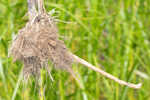 River bulrush